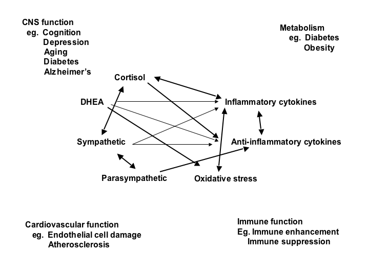 Non linear network of mediators in the stress response