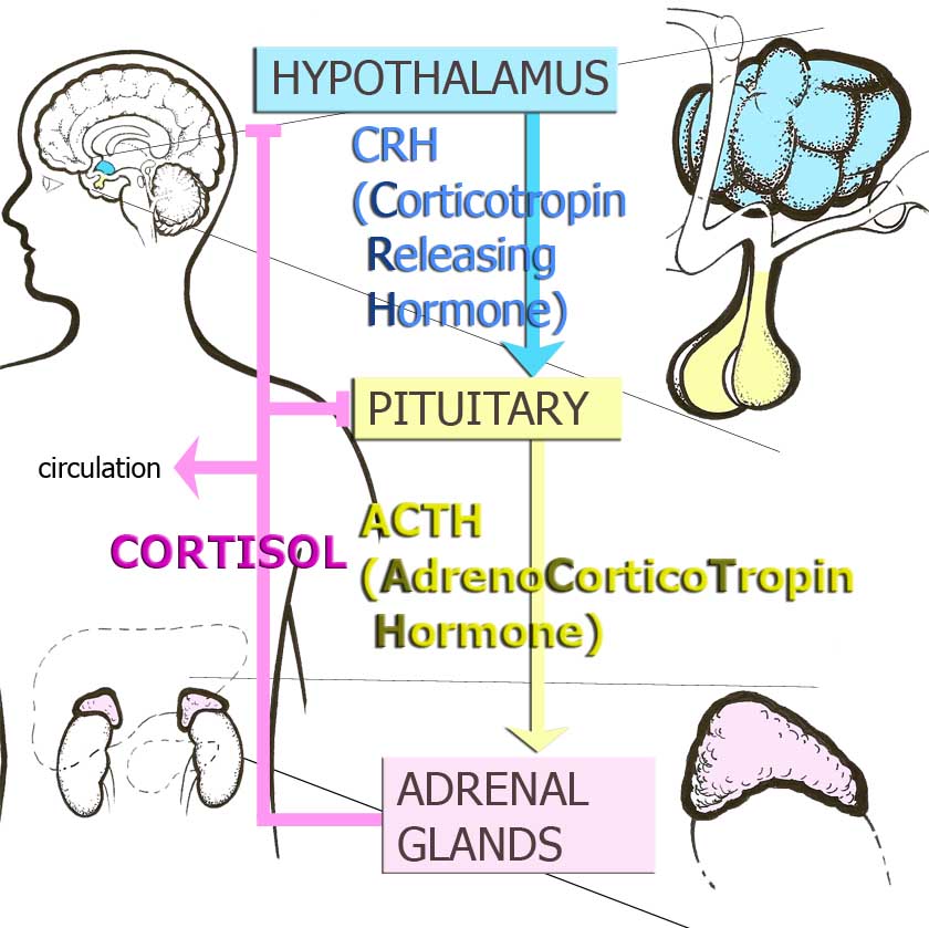 Hypothalamic-Pituitary Adrenocortical (HPA) axis or Stress Hormone Axis